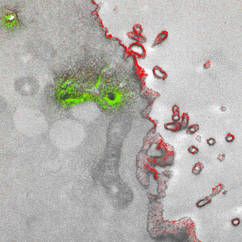 A Golgi (an organelle found in most eukaryotic cells) is shown in green, and a cell membrane appears in red. (Image: Adams et al./Cell Chemical Biology 2016)